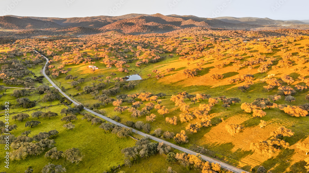 Aerial landscape of rural scene with green holm oak grove and lagoon