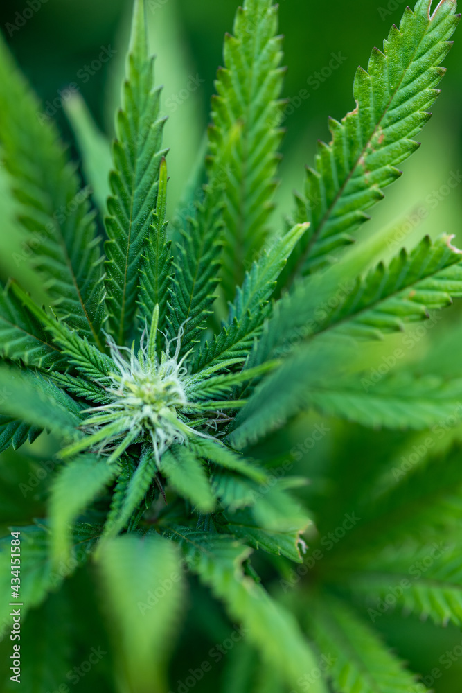 Small legal marijuana bud growing. Close Up on Cannabis Plant