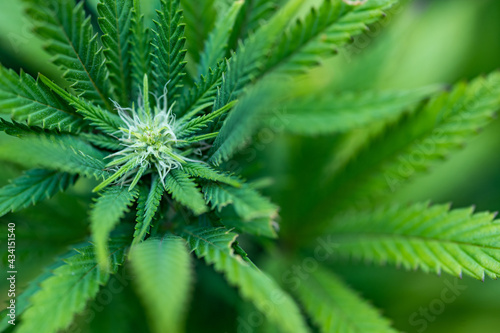 Obraz na płótnie Small legal marijuana bud growing. Close Up on Cannabis Plant
w salonie