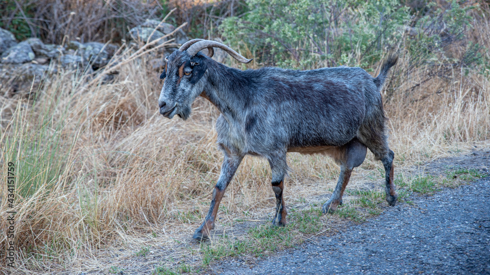 Goat running on the verge Goat running on the verge