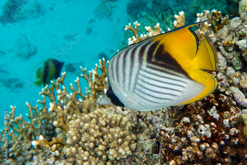 Coral fish - Threadfin butterflyfish (chaetodon auriga) - Red Sea