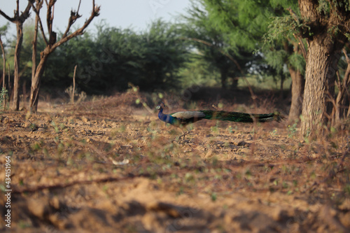Defocused shot of peacock in a field