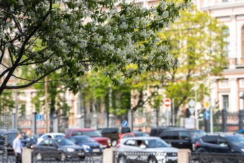 a blooming spring tree on the background of a blurry urban landscape with cars and buildings