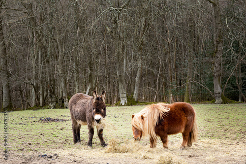 Little donkey and Shetland pony in a field eating hay  © veronique