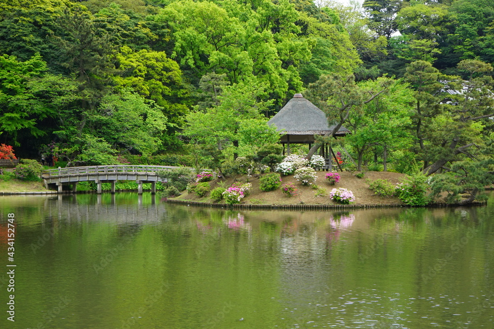 Traditional Japanese Garden, Scenic view of calm pond, wooden bridge and pine tree - 日本庭園 池 松の木 橋