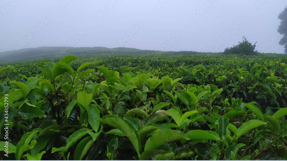 green field green field