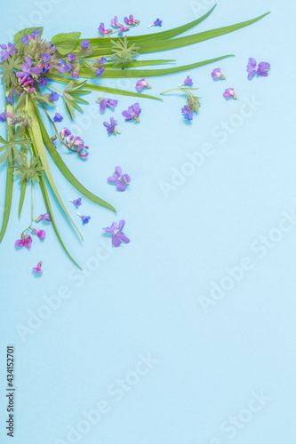 spring wild flowers on blue paper background