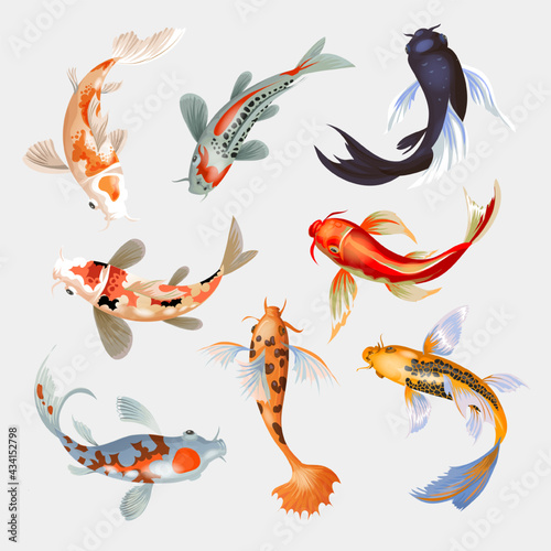 Koi fish vector illustration japanese carp and colorful oriental koi in Asia set of Chinese goldfish and traditional fishery isolated background