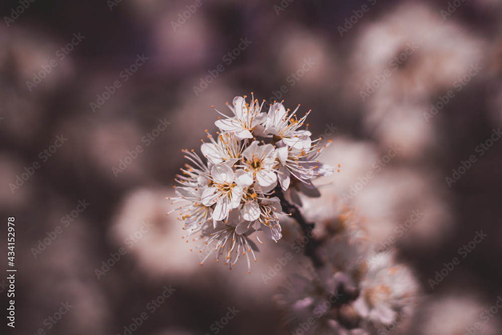 Closeup of the cherry flowers in blossom Closeup of the cherry flowers in blossom