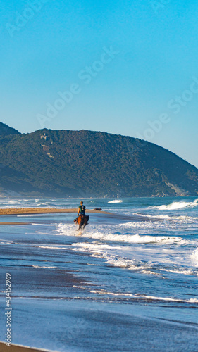 Horse Animals Horse Riding Paradise Beach Tropical Island Nature Sunny Sun Green Blue Sea Ocean Waves Water Sand Forest Florianopolis Santa Catarina Brazil 