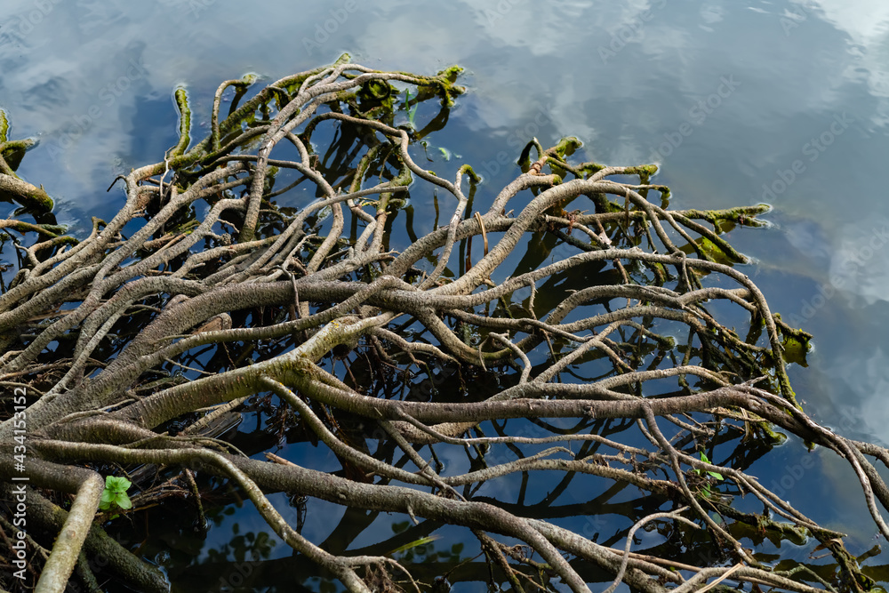 38+ Teich Wurzeln, Wie man aus meinem ersten beitrag ersehen kann,