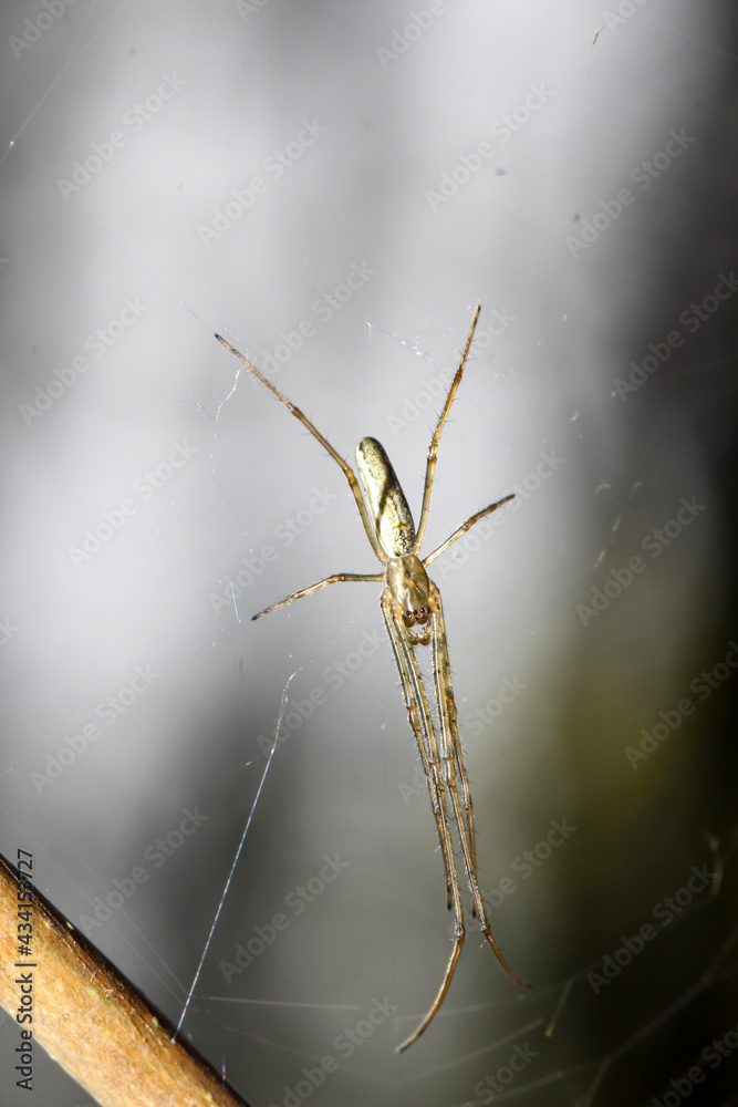 Portrait, Nahaufnahme einer Streckerspinne.