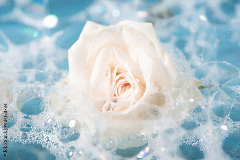 White rose on bubbles bath foam.