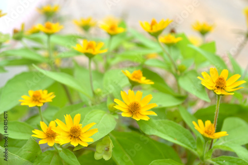 Blooming butter daisy or melampodium. in Indonesia this flower is also called a small sunflower. 1