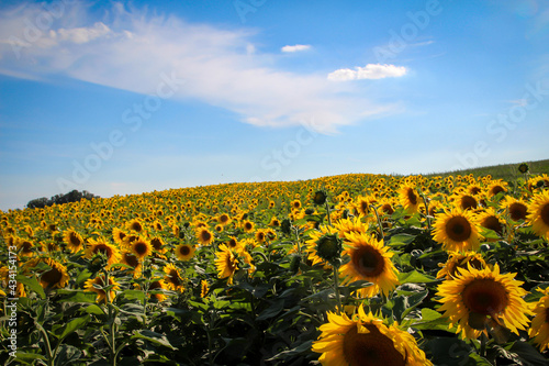 Ein sonniges Feld voll mit blühenden Sonnenblumen.