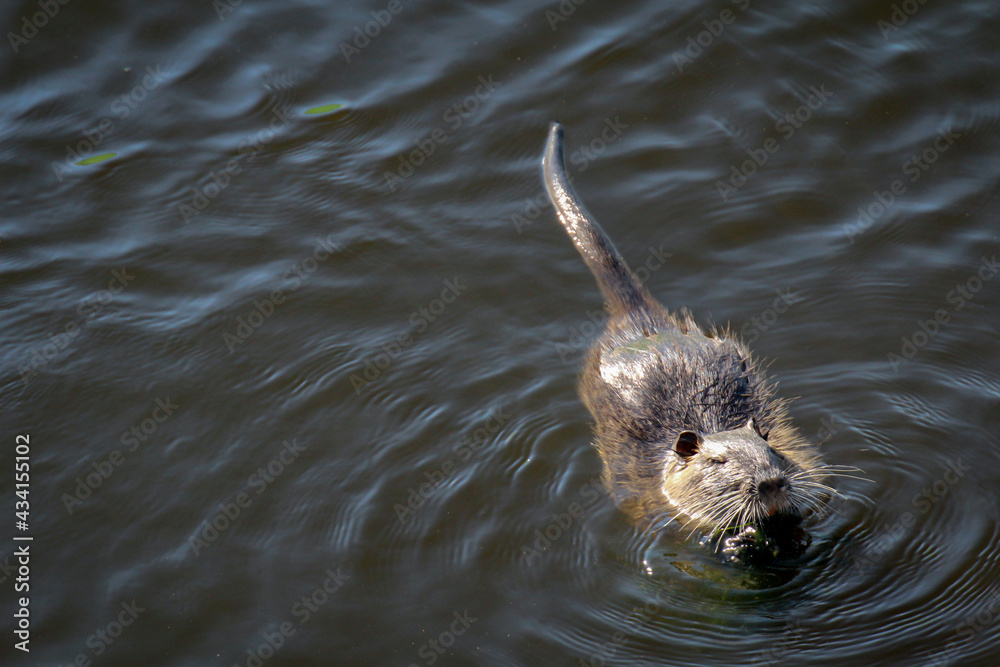 Fototapeta premium Portrait einer Bisamratte, Nutria am Flussufer.