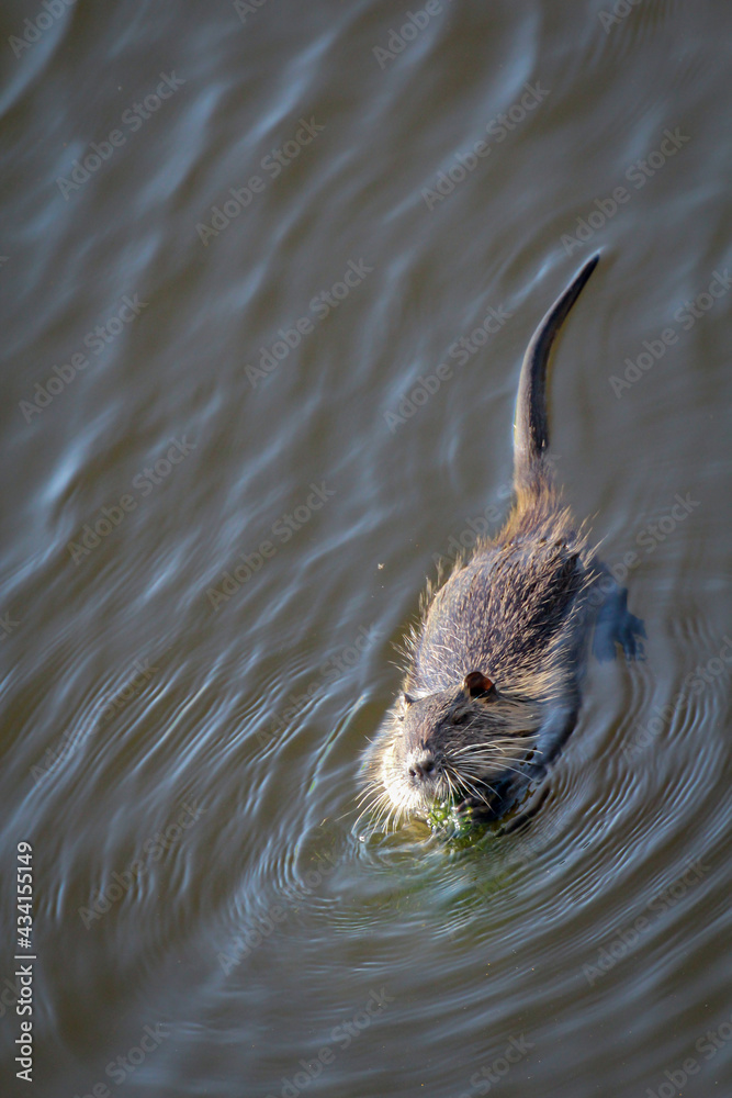 Fototapeta premium Portrait einer Bisamratte, Nutria am Flussufer.