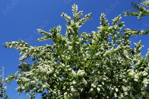 Blooming spring tree of white bird cherry on a background of blue sky