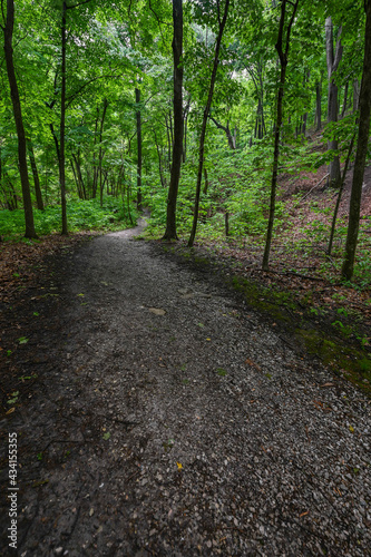 Johnson Salt Lick trails of Southern Illinois