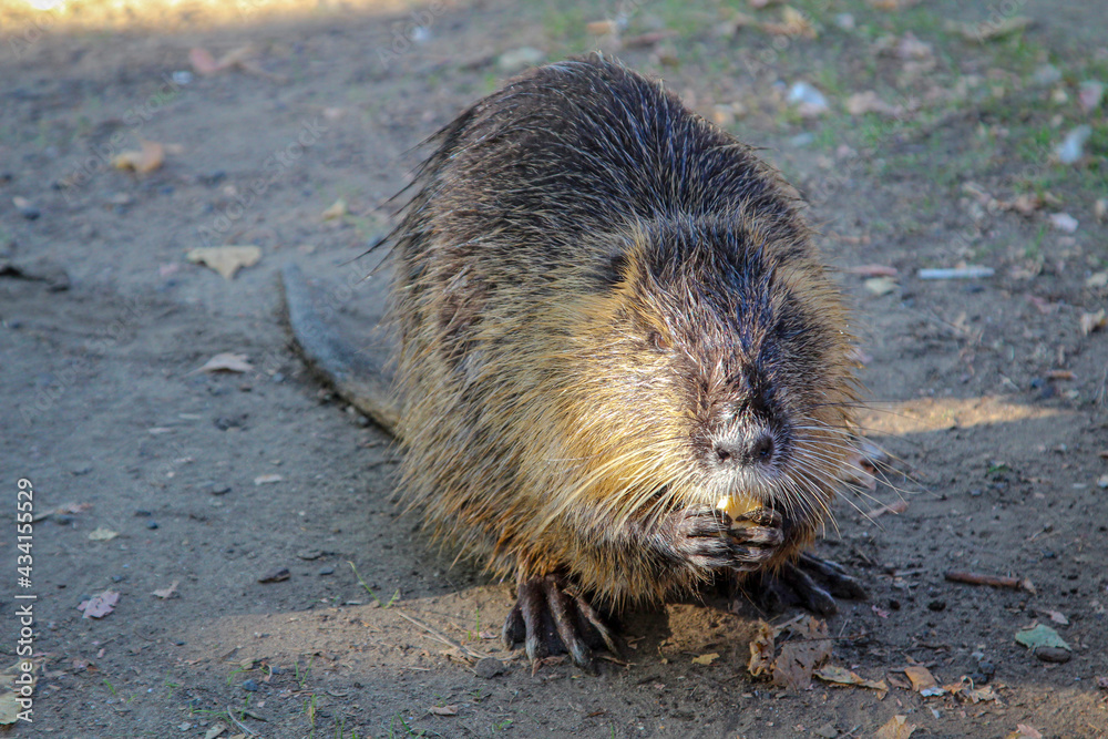 Portrait einer Bisamratte, Nutria am Flussufer. Portrait einer Bisamratte, Nutria am Flussufer.