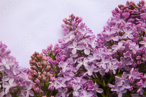 A branch of blossoming lilac (syringa) flowers. Lilac background. Lilac closeup.