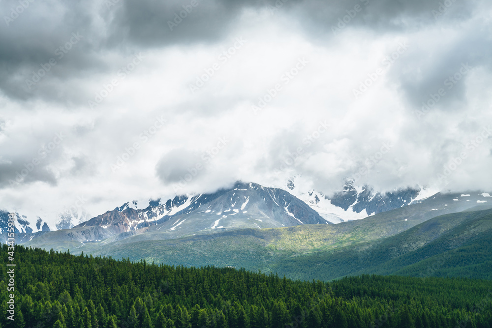Dramatic mountain scenery with vivid green forest on hill and lead gray sky above snowy mountains in changeable weather. Scenic alpine landscape with glacier in gray low clouds and sunlight on forest.
