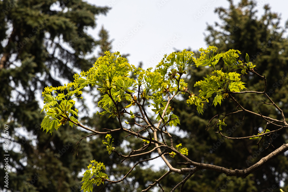 Twigs of maple tree with young green leaves and buds in spring in a park we see in the photo Twigs of maple tree with young green leaves and buds in spring in a park we see in the photo