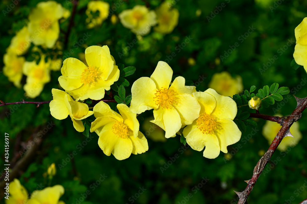 A closeup shot of yellow rosehip flowers A closeup shot of yellow rosehip flowers