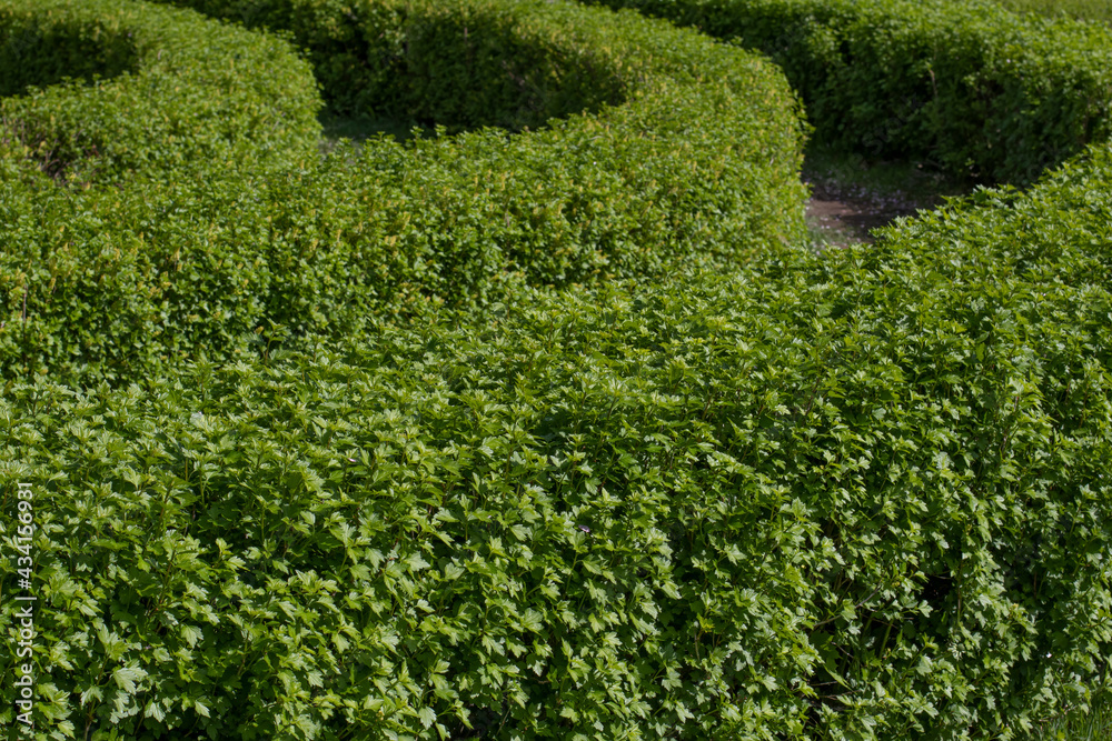 Green background of many round hedge layers next to each other, selective focus and copy space Green background of many round hedge layers next to each other, selective focus and copy space