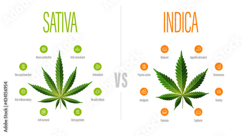 Sativa vs indica, white information poster with difference of indica and sativa