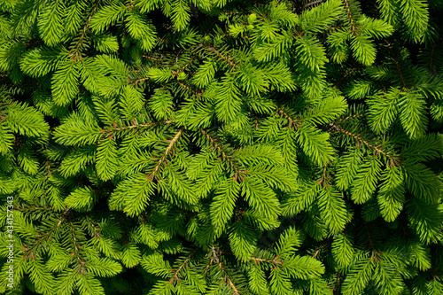 Norway spruce - Picea abies or European spruce with young shoots