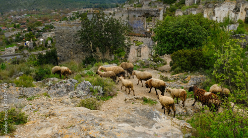 A herd of rams in Abandoned Greek Village Kayakoy in Turkey photo