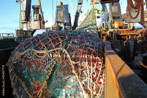 Fishermen choose a fishing trawl with caught fish on the deck