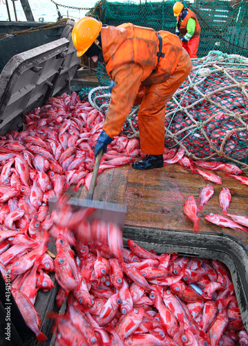 Fishermen unload the caught fish Atlantic bass beak into the hold from a fishing trawl