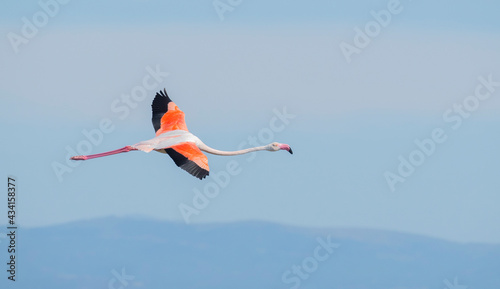 pink flamingo in flight over the lake of porto pino, south sardinia 