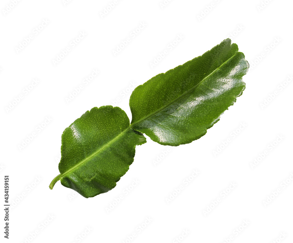 Fototapeta premium Kaffir lime leaves isolated on white background