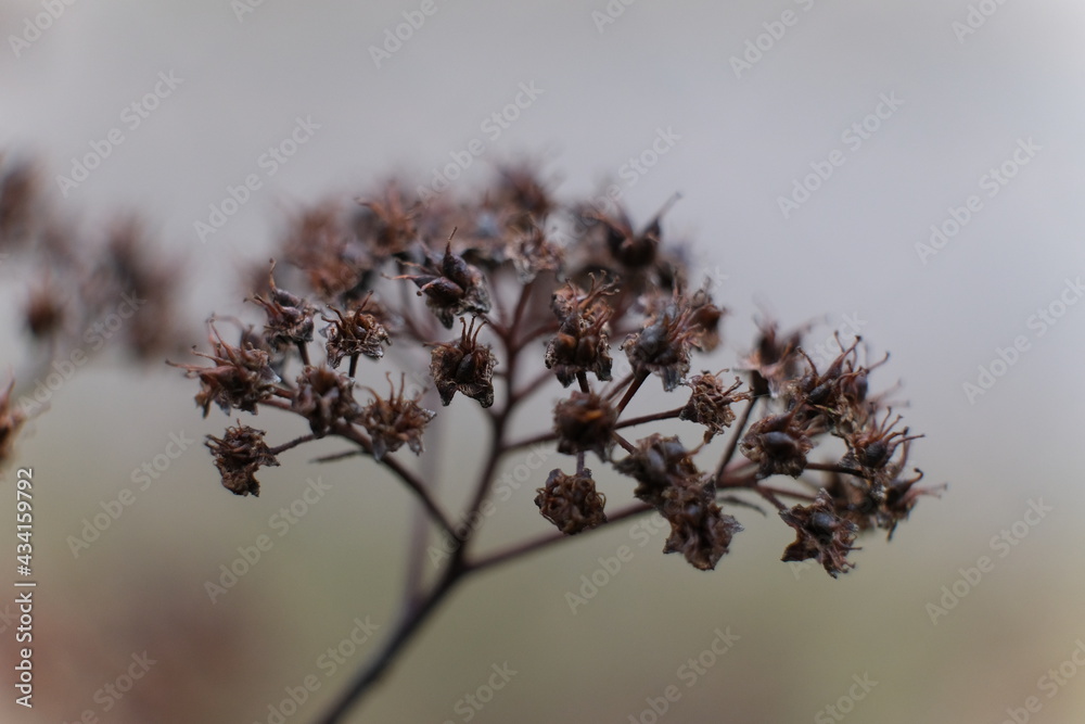 Fototapeta premium samotna roślina ogród