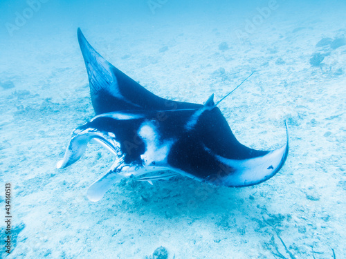 Manta ray at the bottom of the Indian Ocean