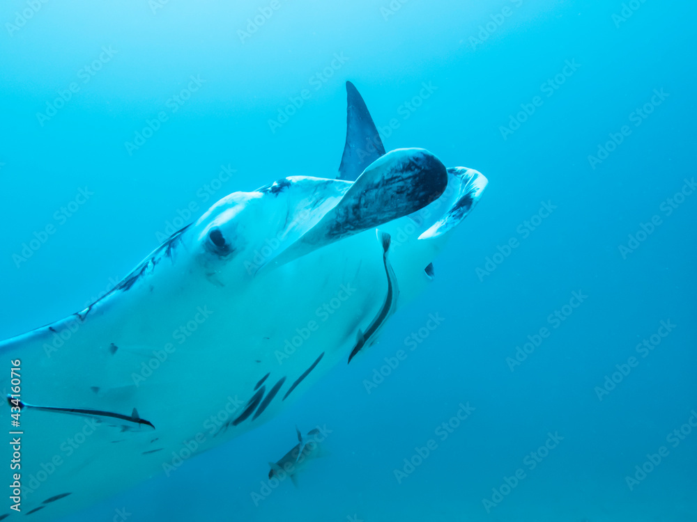 Fototapeta premium Manta ray at the bottom of the Indian Ocean