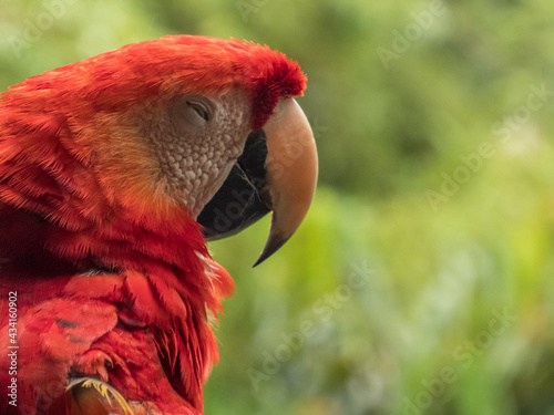 Scarlet Macaws, Amazonia photo