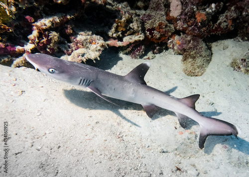 Young white reef shark at the bottom of the Indian Ocean