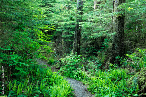Closeup shot of the Gatton Creek Trailhead in Washington, USA photo