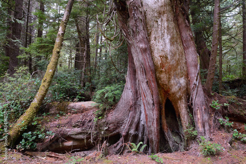 Closeup shot of a giant cedar tree in Olympia National Park, Washington, USA