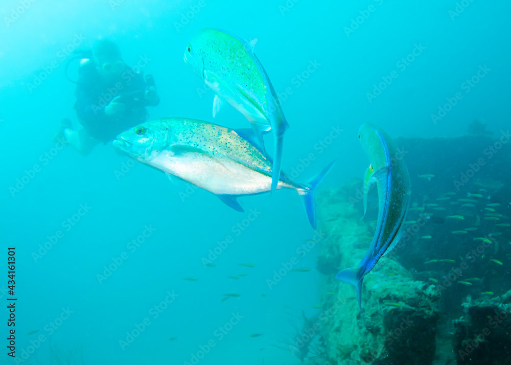Fototapeta premium Trevally fishes and a silhouette of a diver photographing them over a sunken ship at the bottom of the Indian Ocean