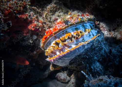 Bivalve mollusk Spondylus Varians (Thorny oyster) on a coral reef at the bottom of the Indian Ocean photo