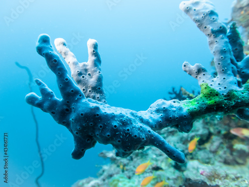 A blue sea sponge of fantastic color and shape on a coral reef at the bottom of the Indian Ocean
