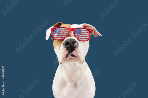 Independence day 4th of july American Staffordshire dog. Isolated on blue background.