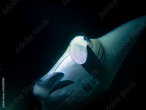 Foto Big Manta Ray at night in the Indian Ocean