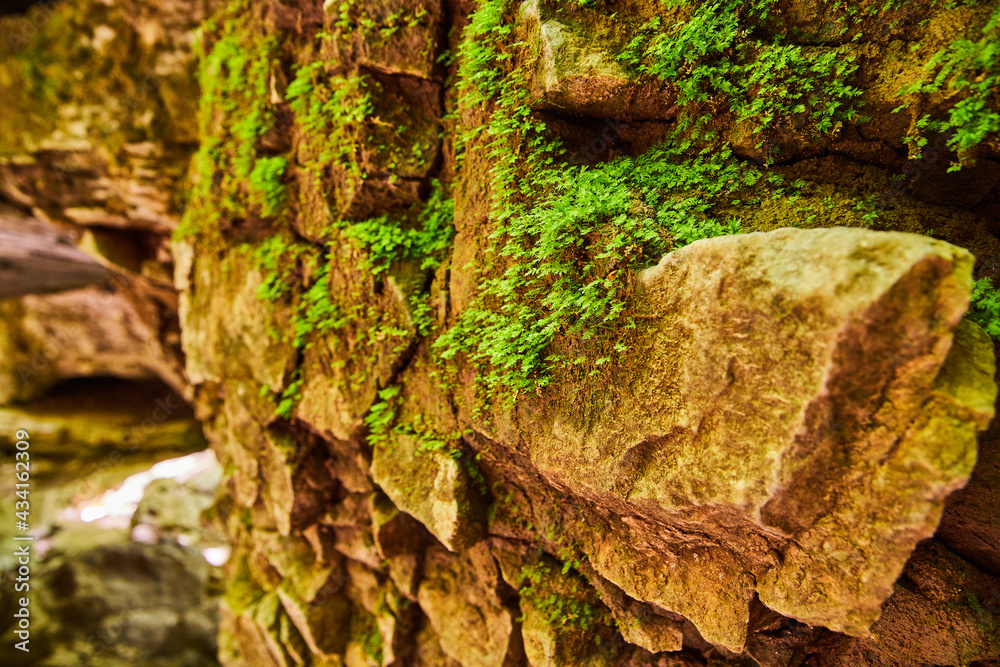 Green tiny ivy moss plants growing on jagged rocks Green tiny ivy moss plants growing on jagged rocks