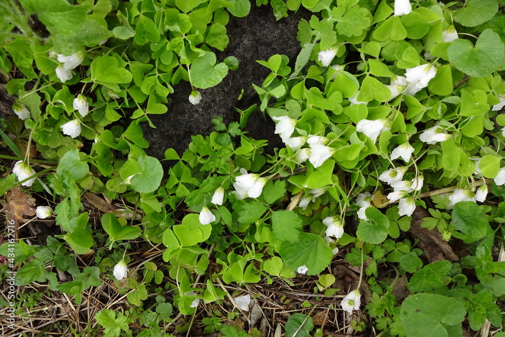 Top-down view of white blooming flowers with green light clover plants on a spring day in a forest Top-down view of white blooming flowers with green light clover plants on a spring day in a forest